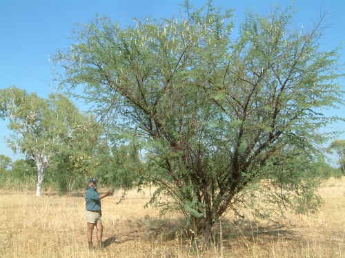 Prickly acacia, very similar in structure to mimosa bush 
